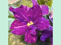 African Violet - An's-Gypsy Soul